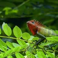 Image of Common green forest lizard