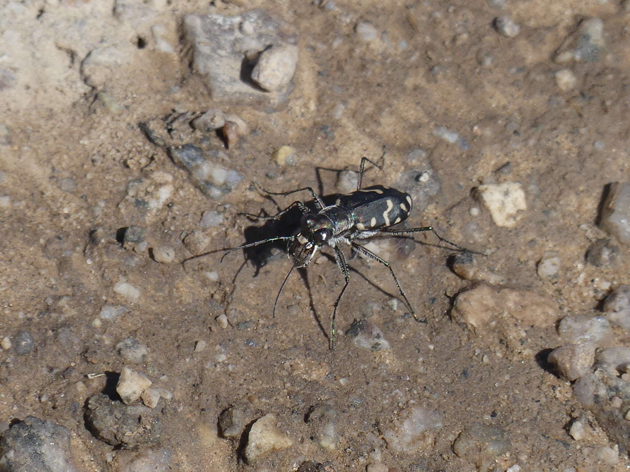 Image of <i>Cicindela <i>haemorrhagica</i></i> haemorrhagica