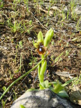 Image of Ophrys speculum subsp. lusitanica O. Danesch & E. Danesch