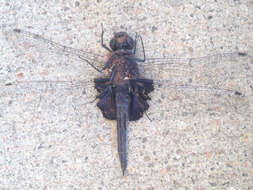 Image of Black Saddlebags