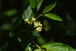 Image of Varronia dichotoma Ruiz & Pav.