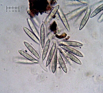 Image of Arthrosporium candidum (Schwein.) S. Hughes 1958