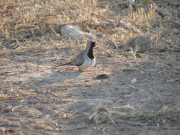 Image of Oena capensis capensis (Linnaeus 1766)