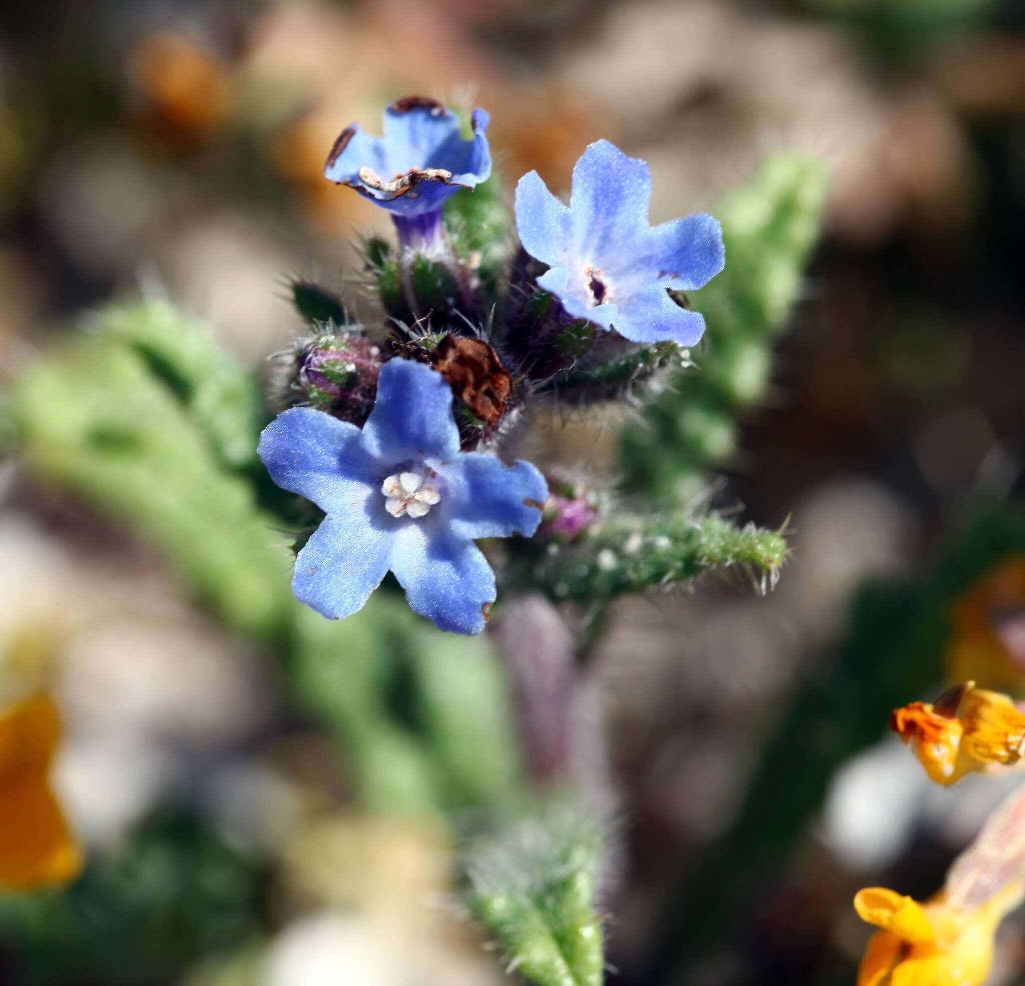 Imagem de Anchusa crispa Viv.