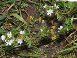 Image de Anisodontea biflora (Desr.) D. M. Bates