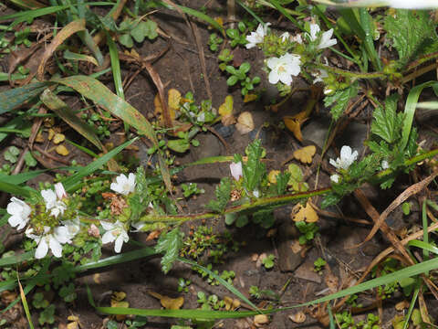 Image of Anisodontea biflora (Desr.) D. M. Bates