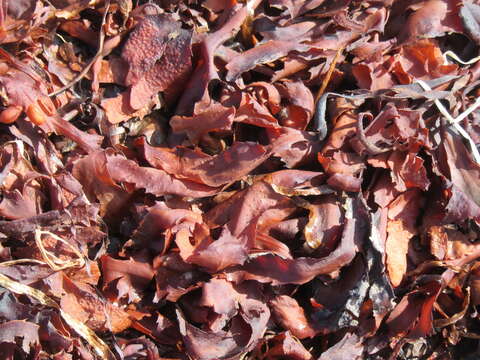 Image of toothed wrack