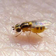 Image of Chloropid fly