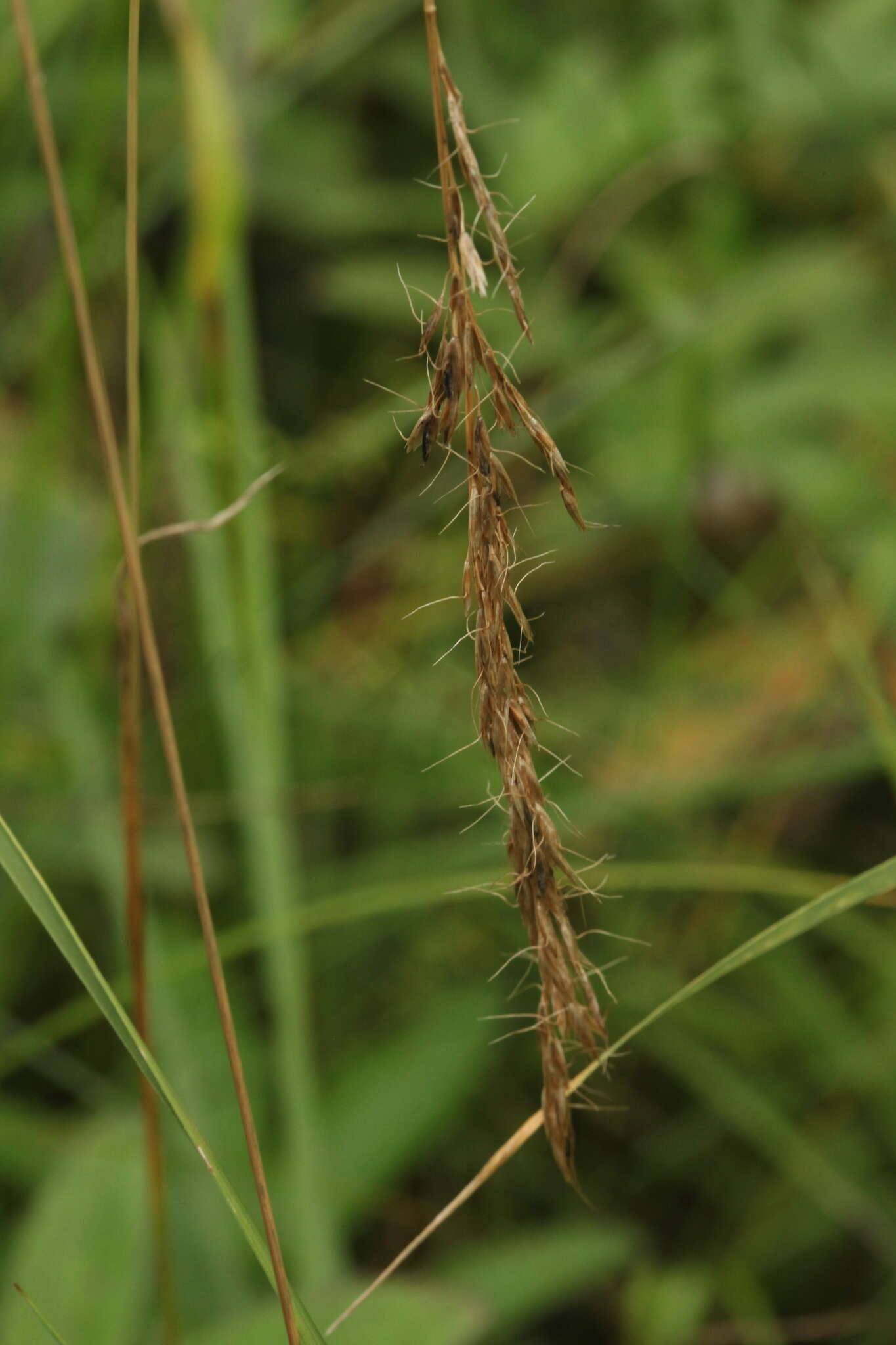 Plancia ëd Trisetum sibiricum Rupr.