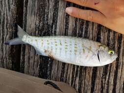 Image of Australian herring