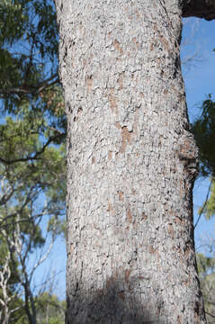 Image of Corymbia nesophila (Blakely) K. D. Hill & L. A. S. Johnson