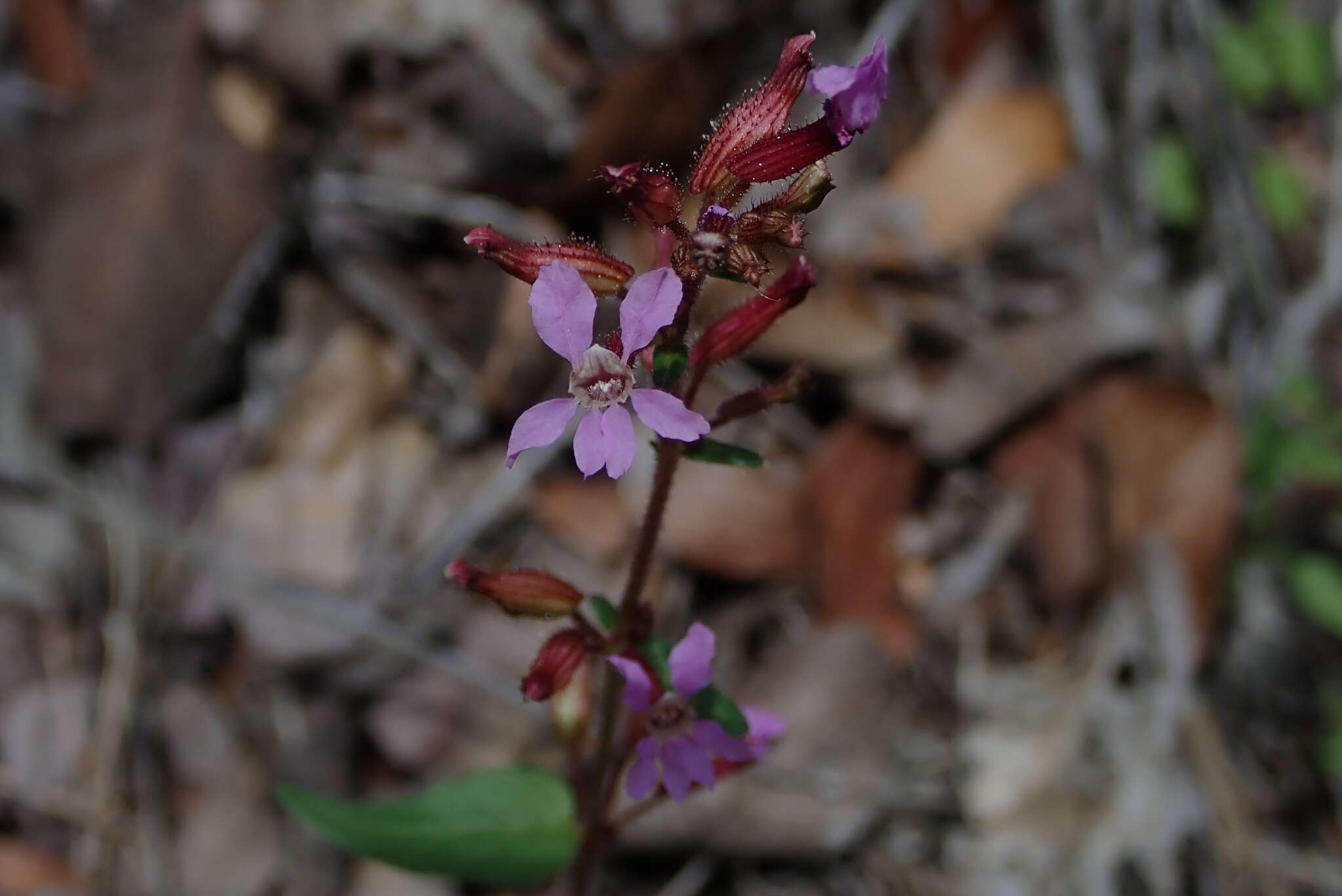 Image of Wright's waxweed