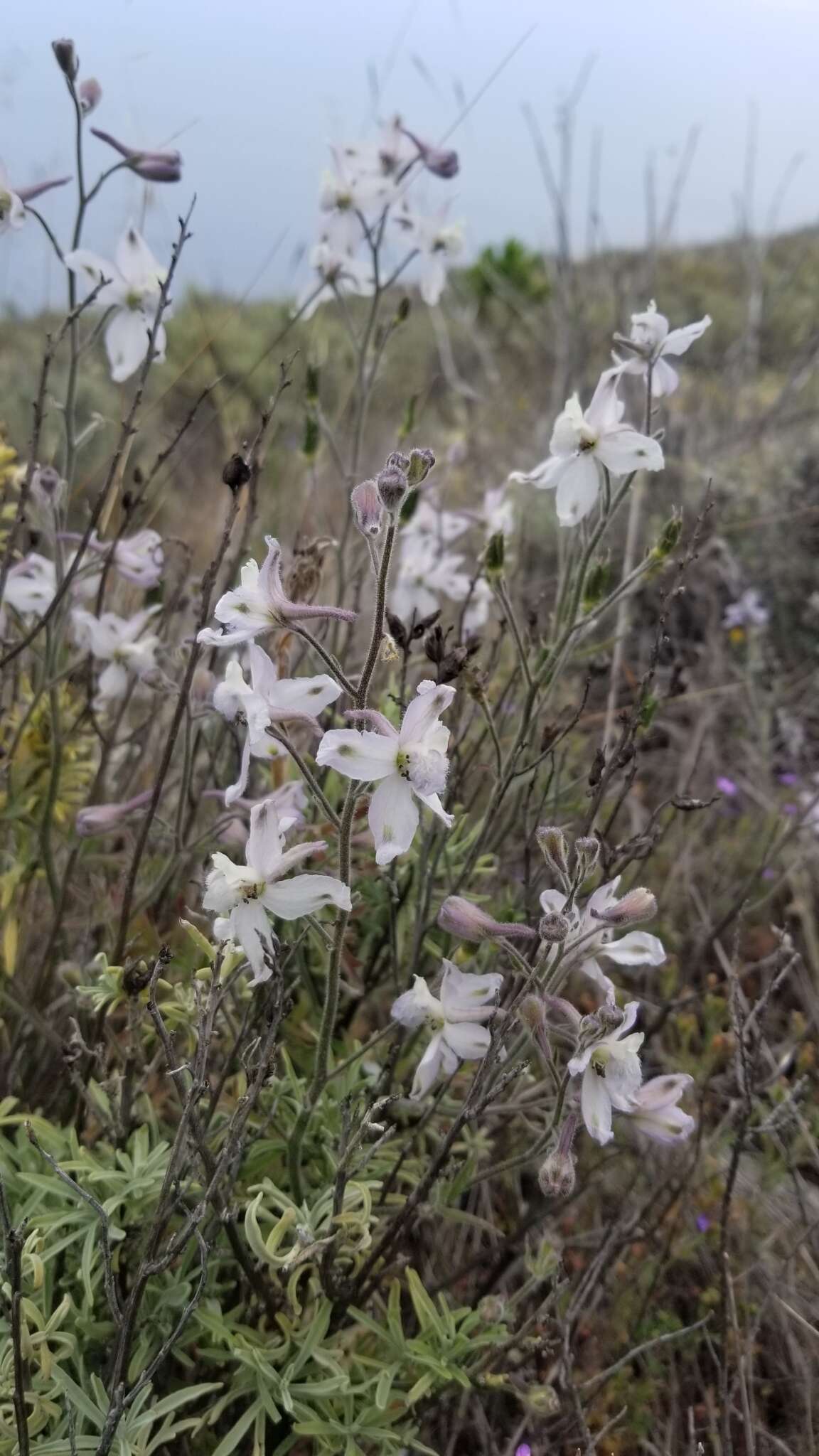 Delphinium variegatum subsp. kinkiense (Munz) M. J. Warnock的圖片