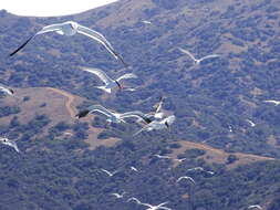 Image of Elegant Tern