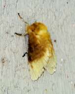 Image of Southern Flannel Moth