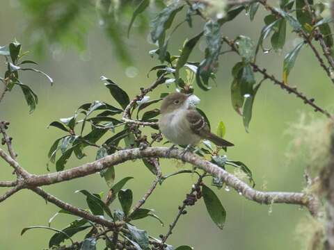 Image of Small-billed Elaenia