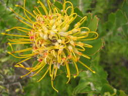 Image of Leucospermum praecox Rourke