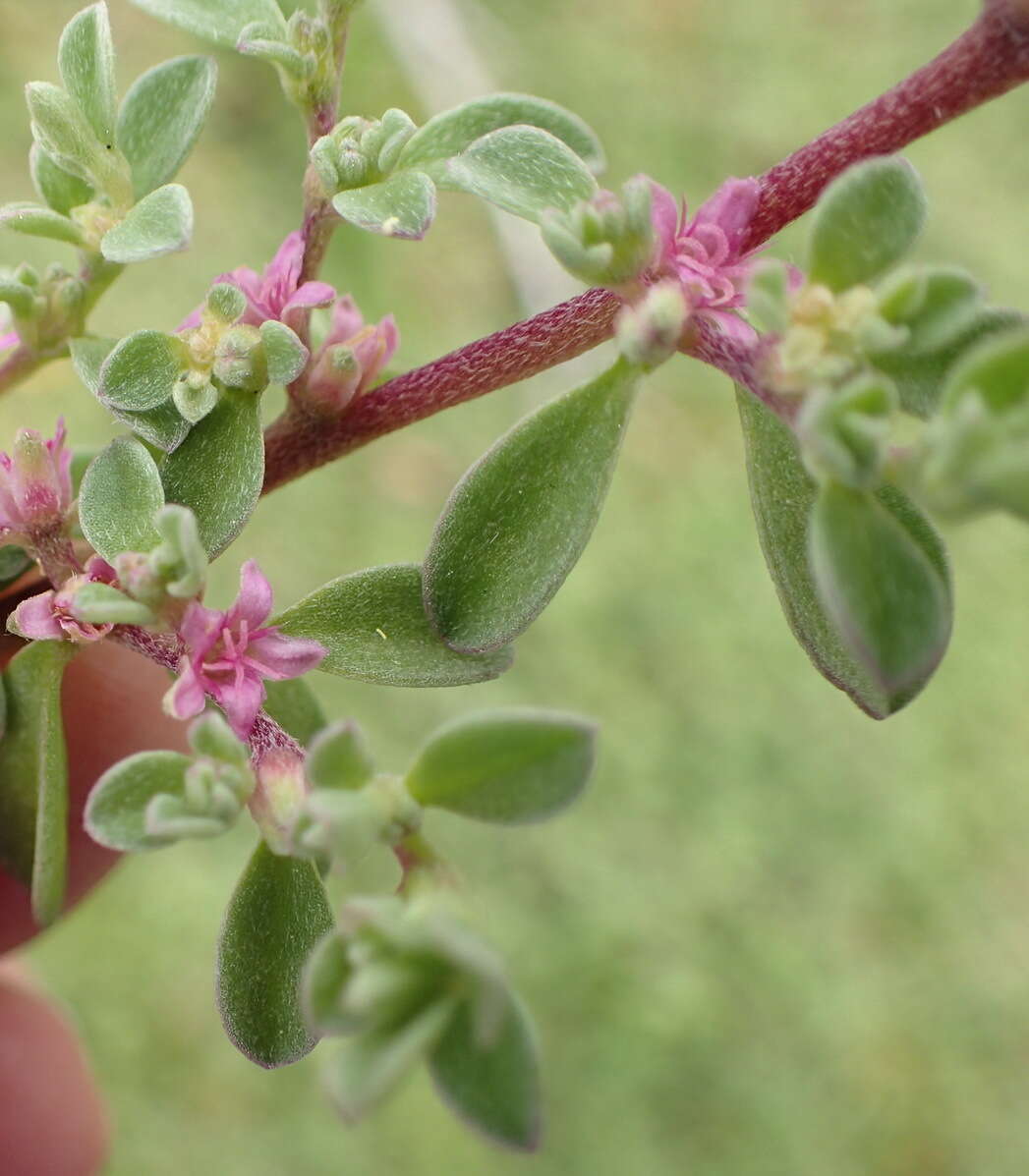 Image of Aizoon portulacaceum (Fenzl ex Harv. & Sond.) Klak