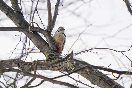 Image of Dendrocoptes medius medius (Linnaeus 1758)