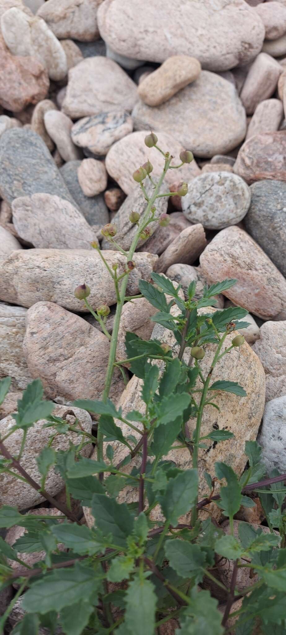 Image of Scrophularia incisa Weinm.