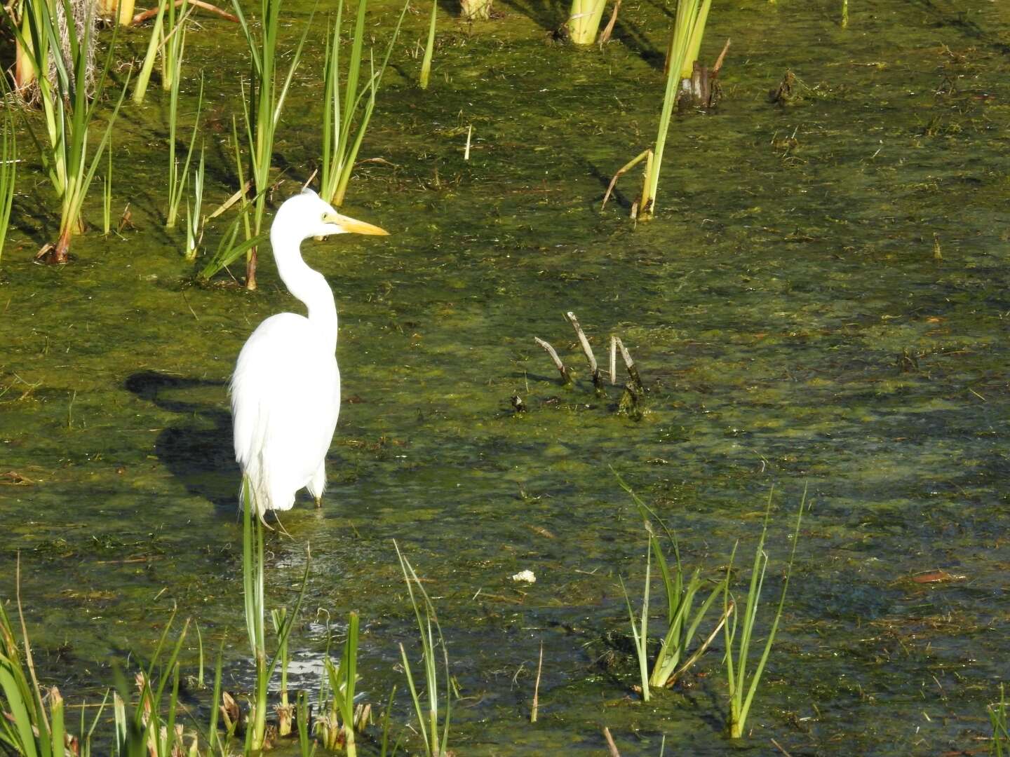 Imagem de Ardea intermedia brachyrhyncha (Brehm & AE 1854)