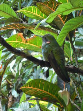 Image of White-vented Violet-ear