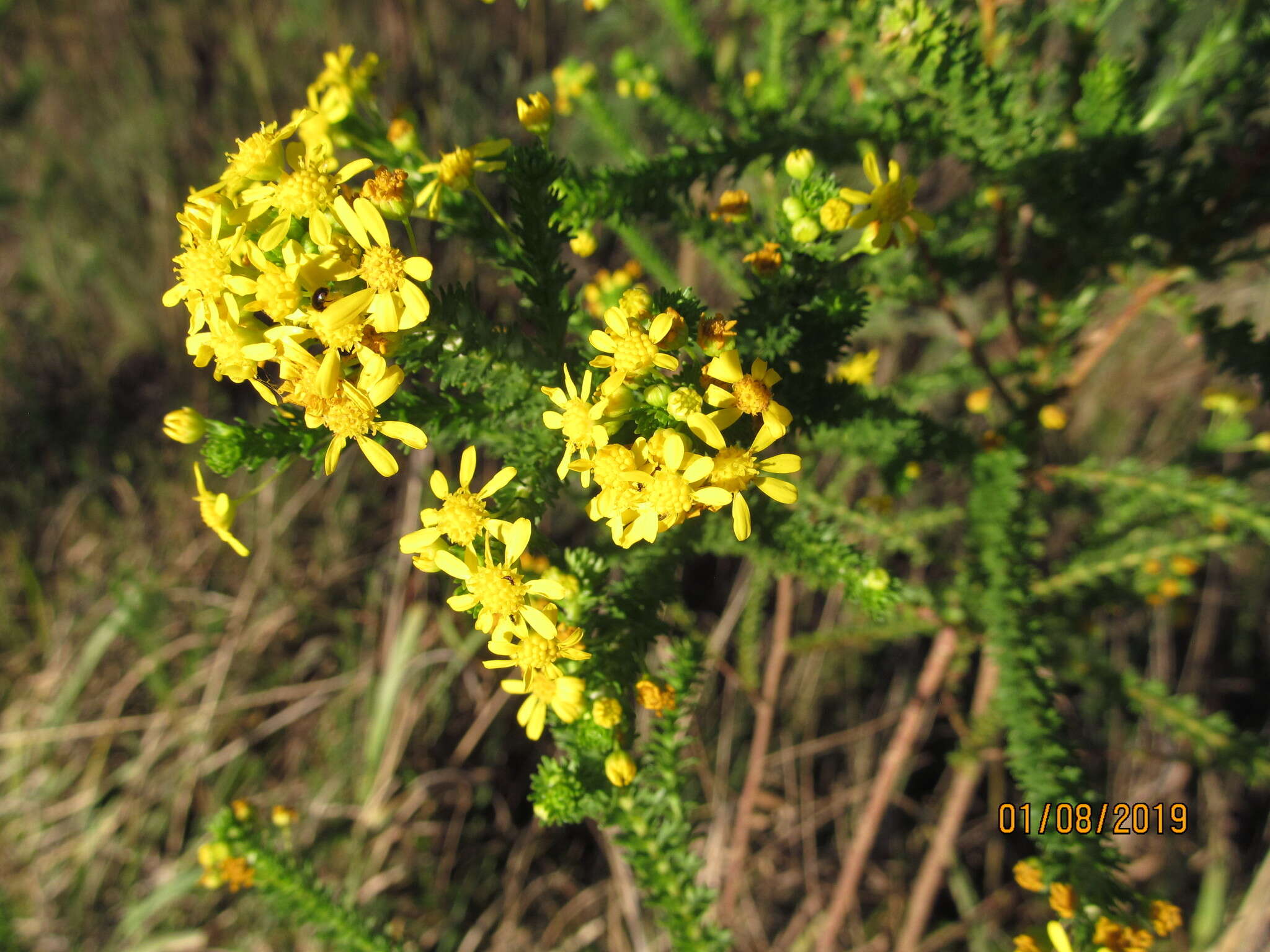 Image of Euryops virgineus (L. fil.) Less.