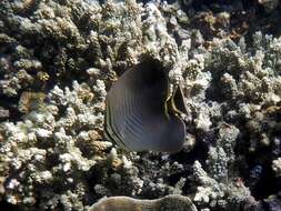 Image of Herringbone Butterflyfish