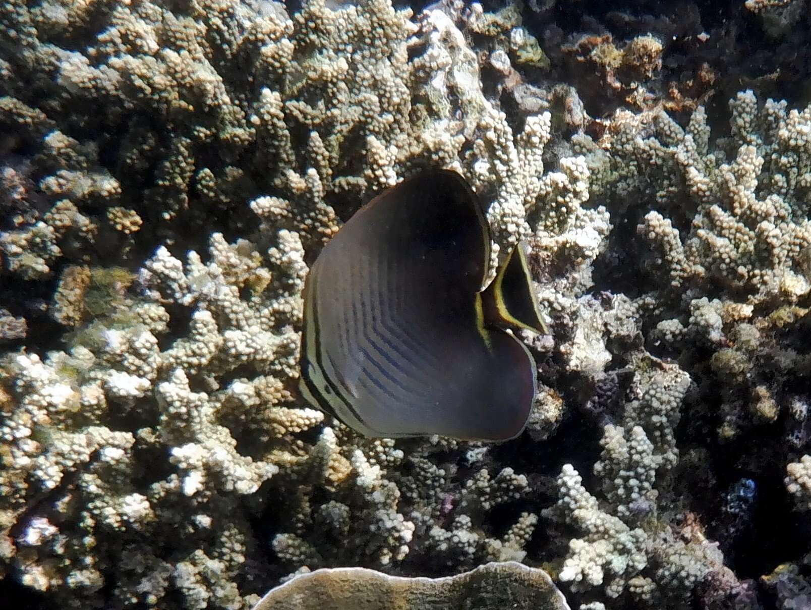 Image of Herringbone Butterflyfish