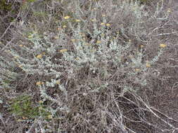 Imagem de Helichrysum dasyanthum (Willd.) Sw.