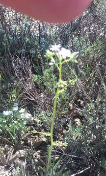 Image of coastal gilia