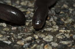 Image of Rotund Blind Snake