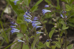 Image of Scutellaria pekinensis Maxim.