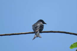 Image de Drongo à ventre blanc