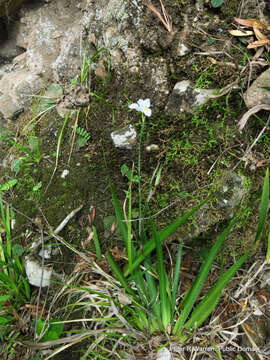 Image of Wild iris