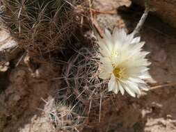 Image of Nickels' cactus
