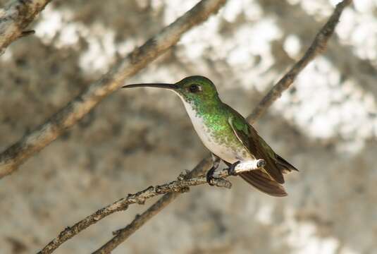 Image of Plain-bellied Emerald