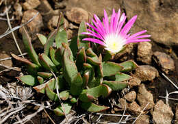 Image of Delosperma carolinense N. E. Br.