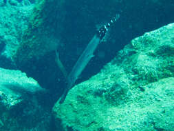 Sivun Aulostomus strigosus Wheeler 1955 kuva