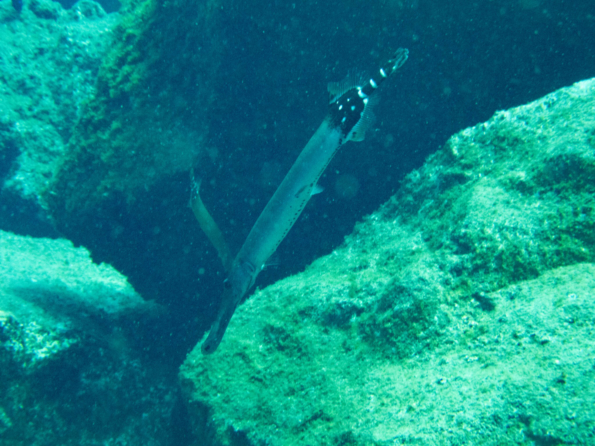 Image of Atlantic cornetfish