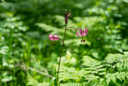 Image of Lilium martagon var. pilosiusculum Freyn