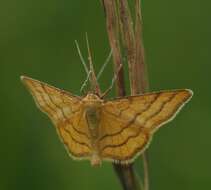 صورة Idaea aureolaria Schiffermüller 1775