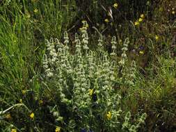 Image of Sideritis hirsuta L.