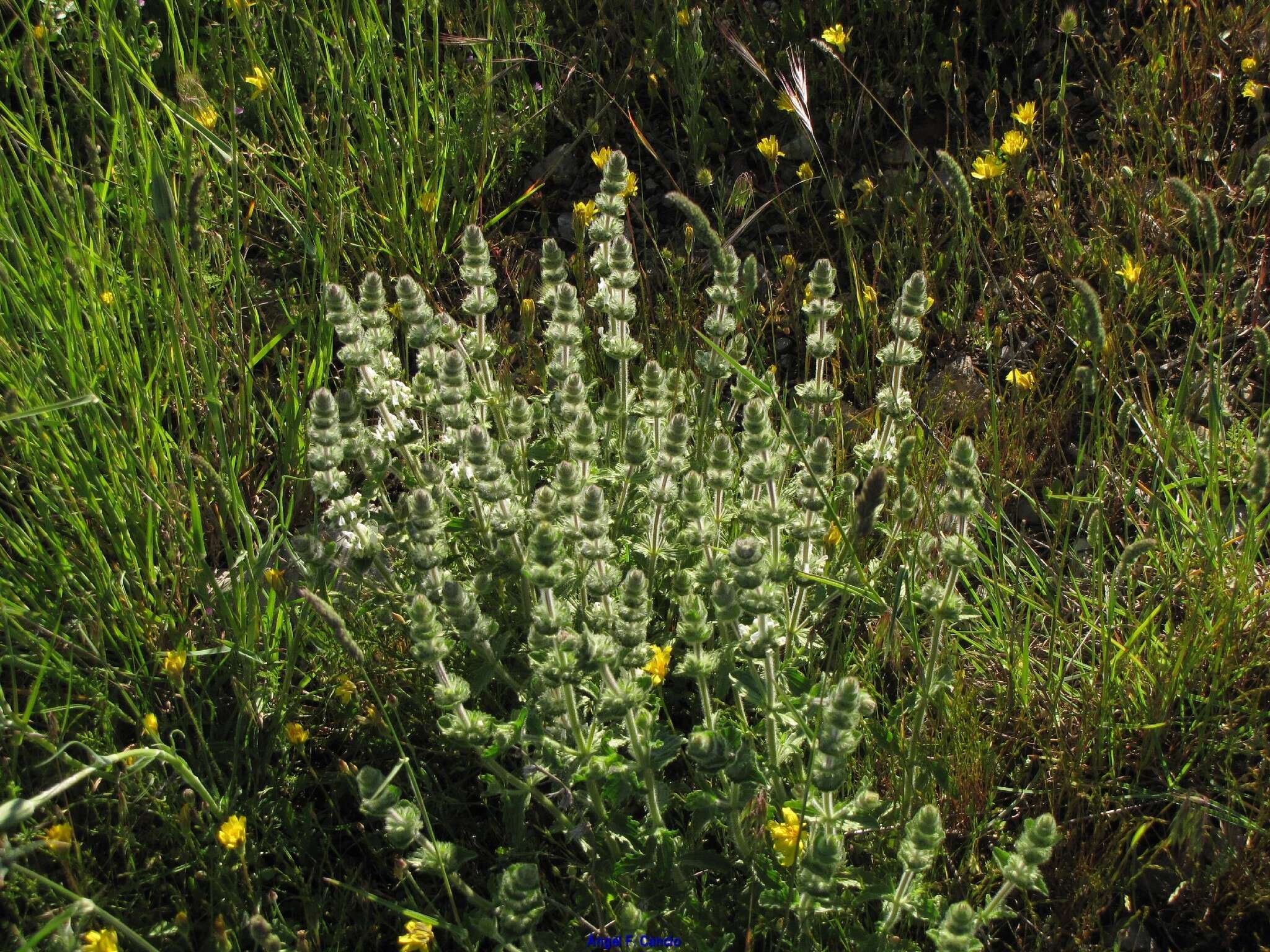 Image of Sideritis hirsuta L.