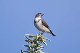 Image of White-fronted Chat