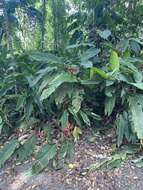 Image of Heliconia tortuosa Griggs