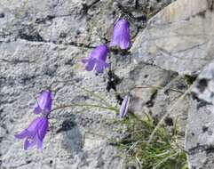 Image of Karnische Glockenblume