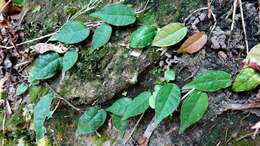 Image of Ficus sarmentosa var. nipponica (Franch. & Savatier) Corner