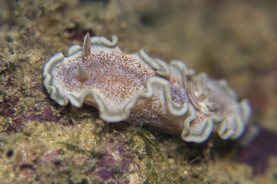 Image de Glossodoris hikuerensis (Pruvot-Fol 1954)