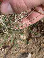 Image of Spring Mountain milkvetch